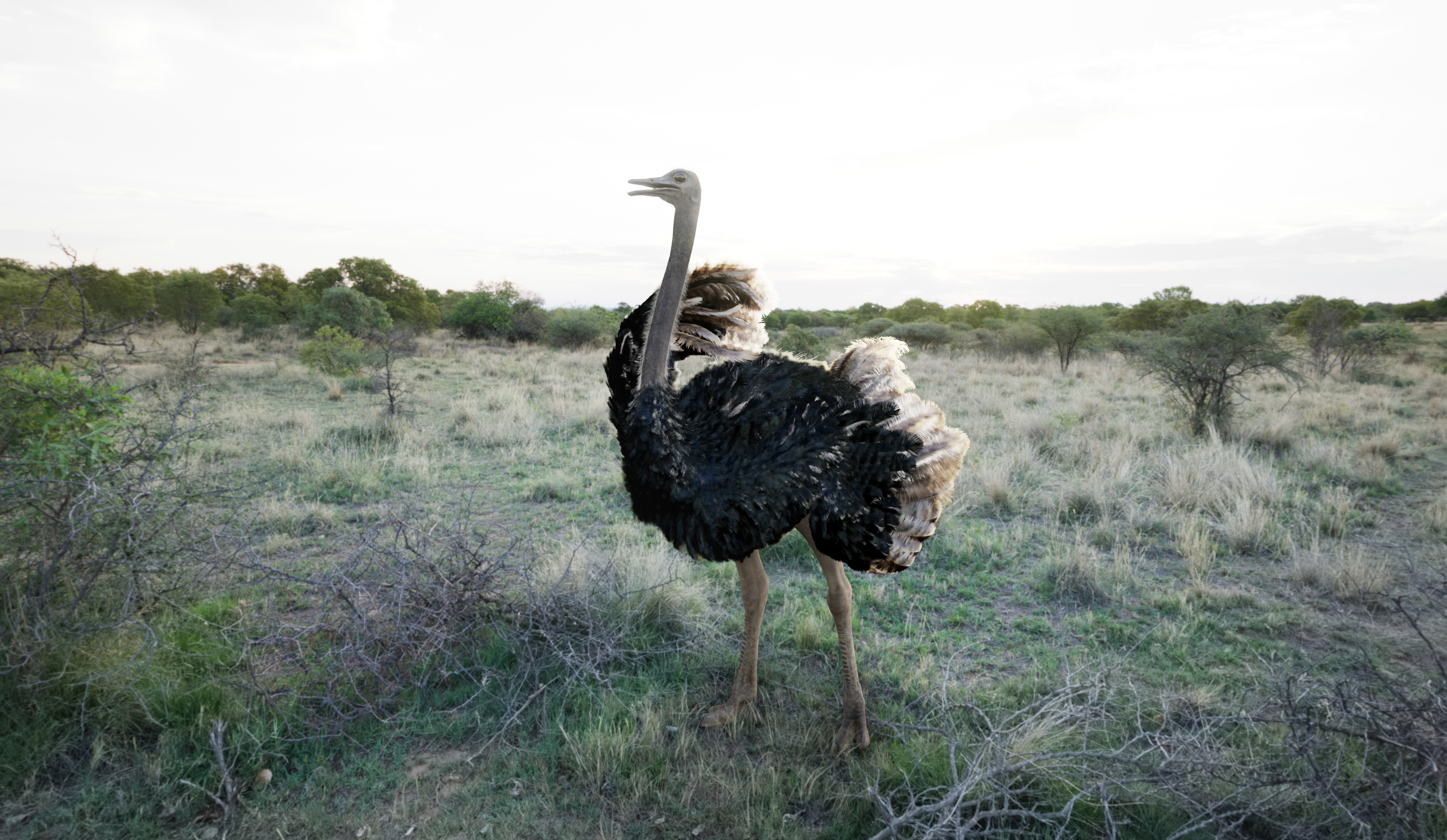 Tech_Blog_Ostrich.jpg