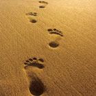 Steps